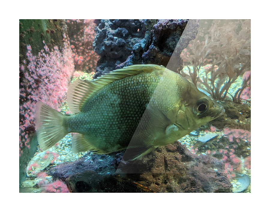 Colorful Fish Picture Frame print