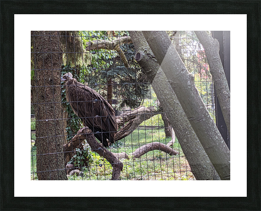 Bird Picture Frame print