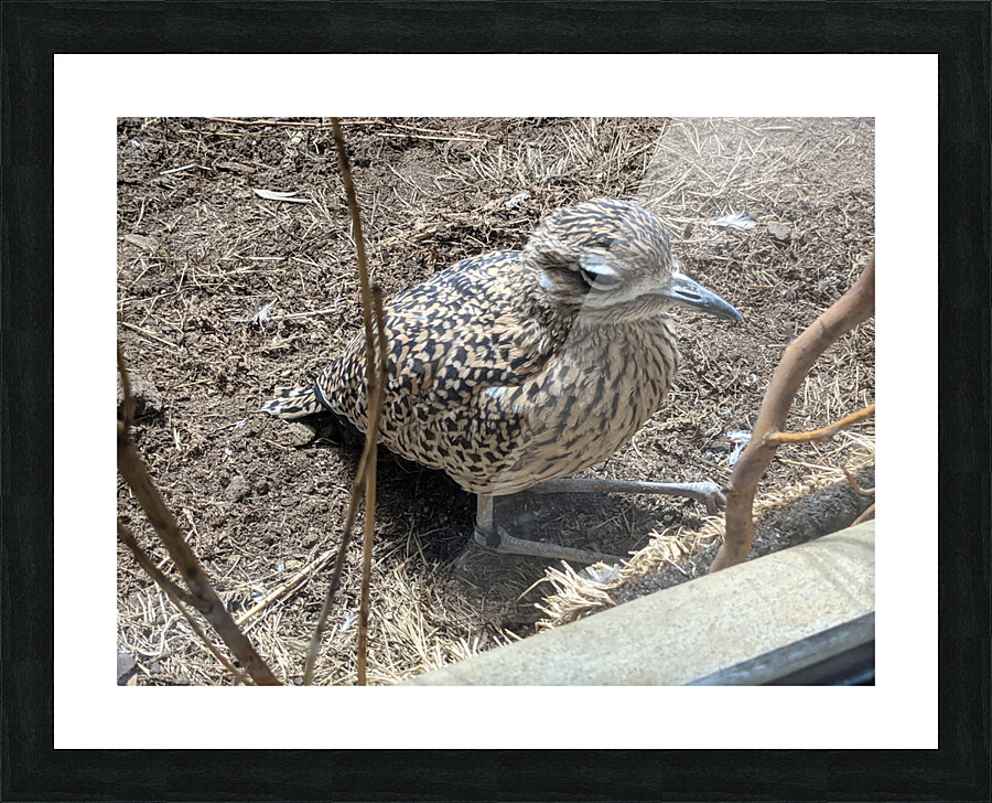 Bird Zoo Picture Frame print
