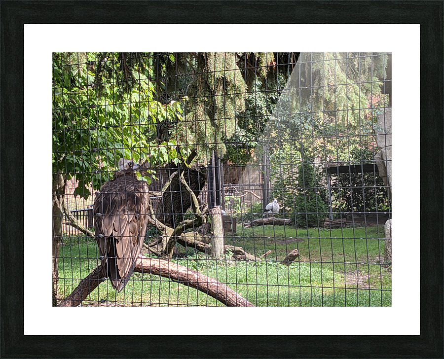 Zoo Picture Frame print
