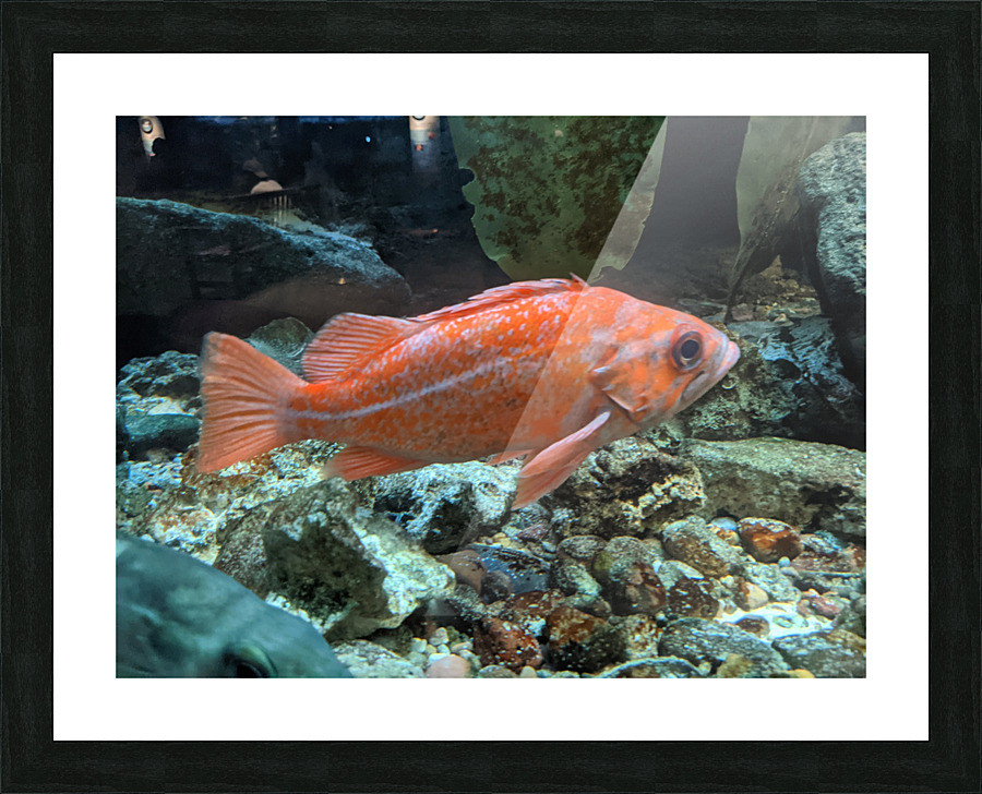 Colorful Fish Picture Frame print