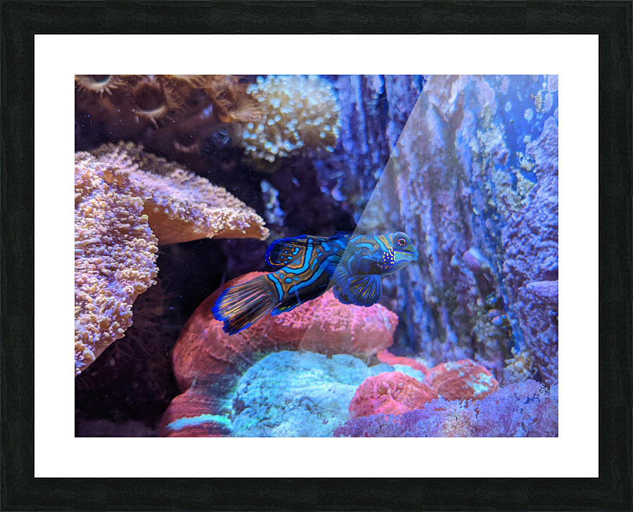 Blue Fish Picture Frame print