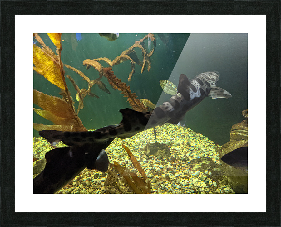 Shark Picture Frame print