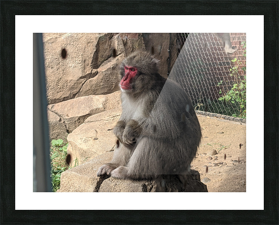 Monkey Picture Frame print