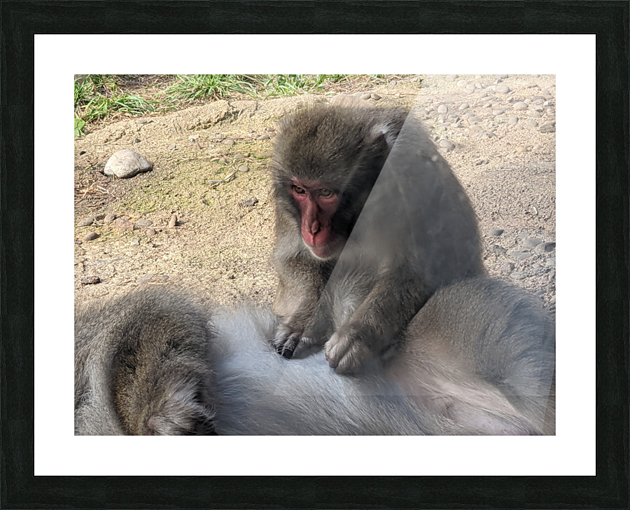 Monkey Picture Frame print