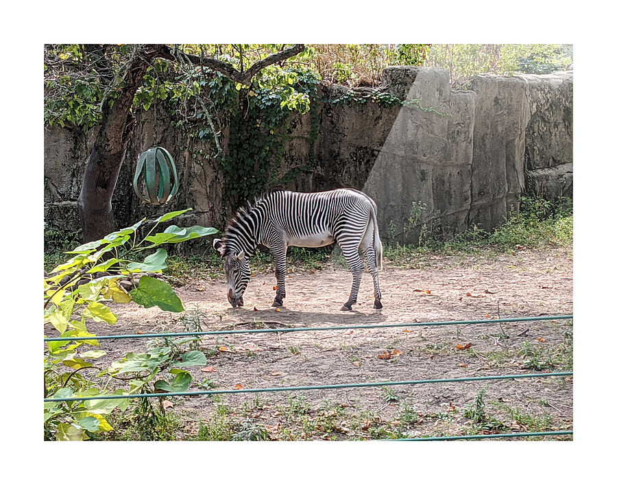 Zebra Picture Frame print