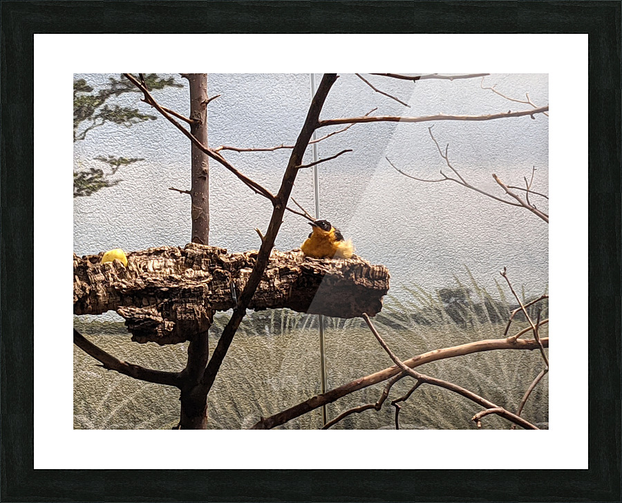 Zoo Picture Frame print