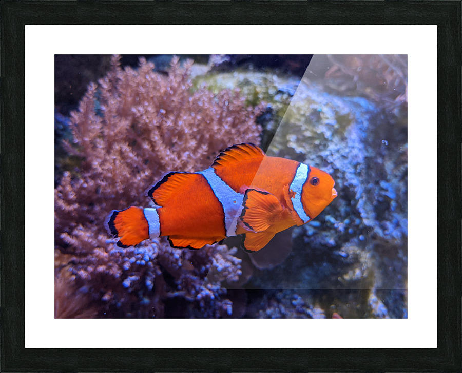 Colorful Fish Picture Frame print