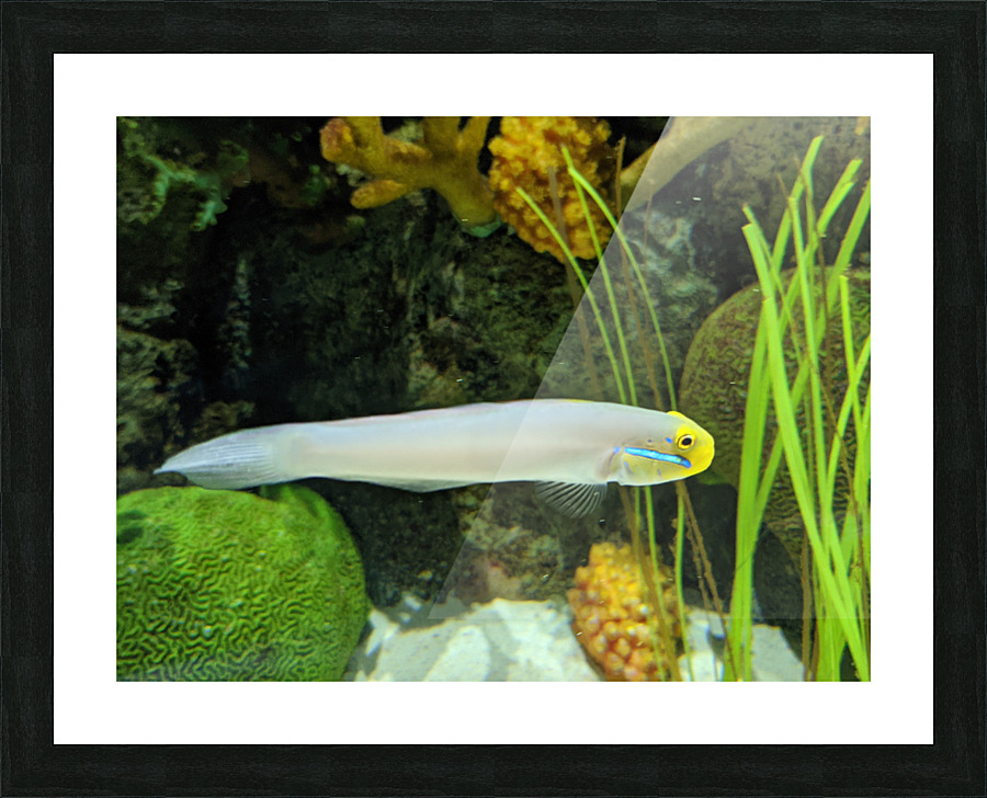 Colorful Fish Picture Frame print