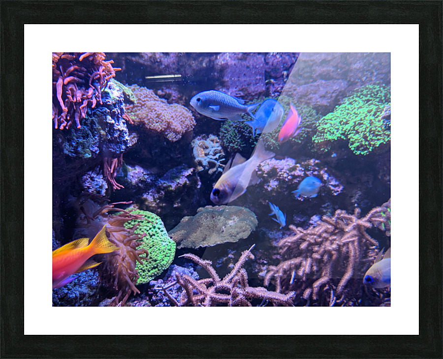 Colorful Fish Picture Frame print