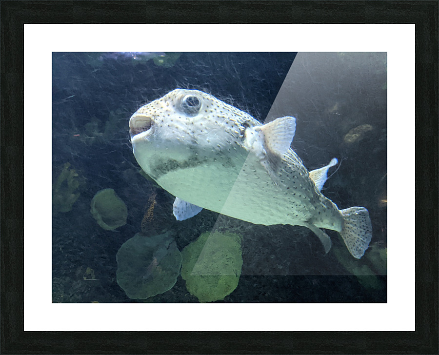 Puffer Fish Picture Frame print