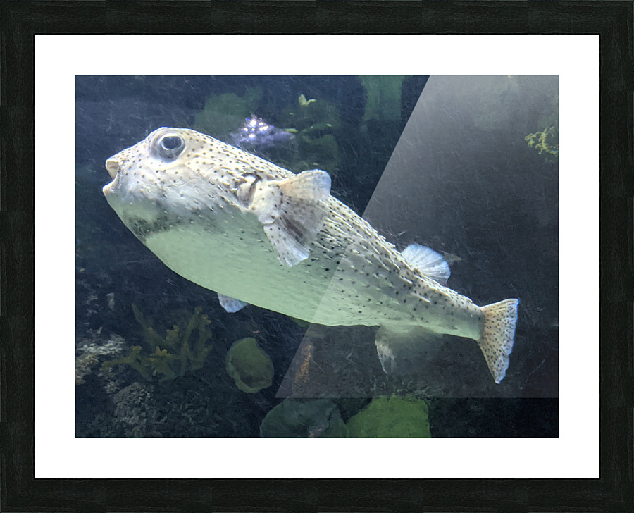 Puffer Fish Picture Frame print