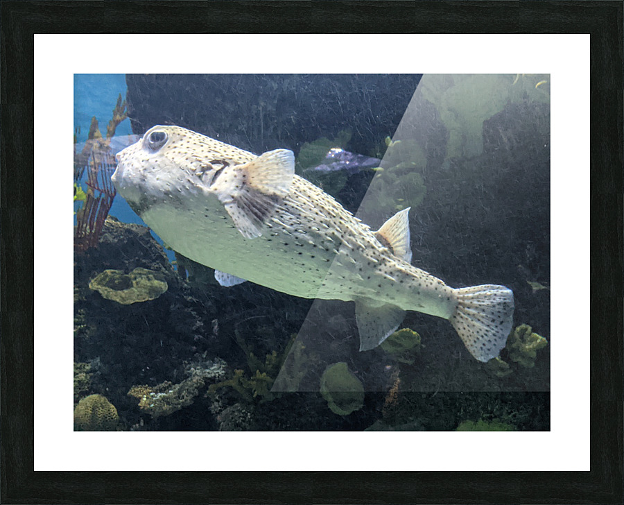 Puffer Fish Picture Frame print