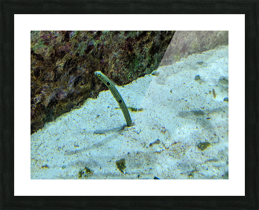 Yellow Eel Picture Frame print