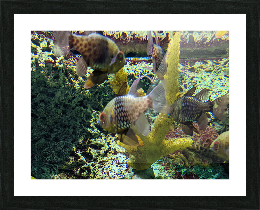 Colorful Fish Picture Frame print