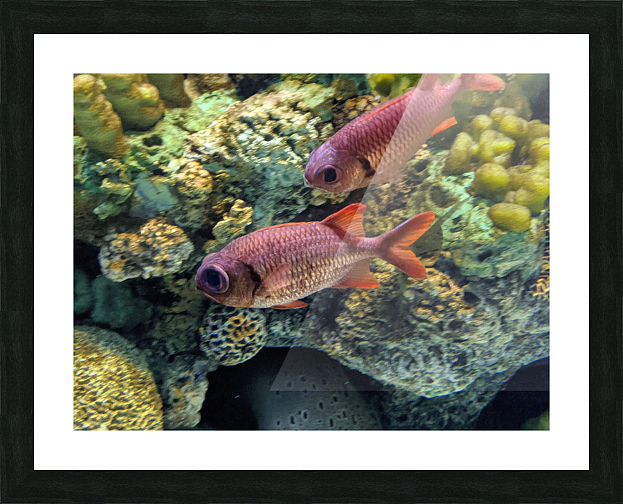 Colorful Fish Picture Frame print
