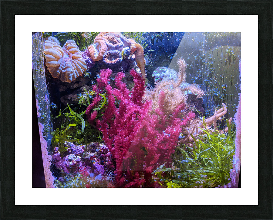 Aquarium Picture Frame print