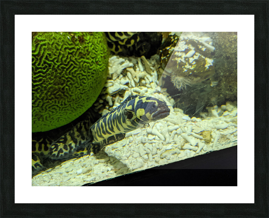 Yellow Eel Picture Frame print