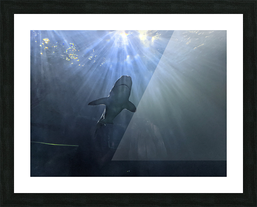 Shark Picture Frame print