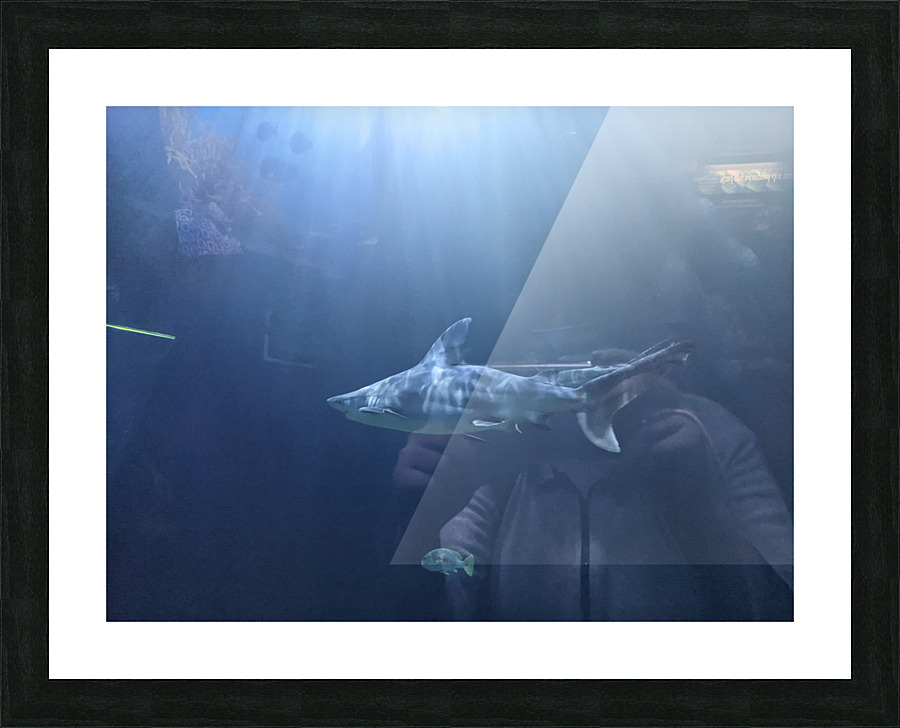 Shark Picture Frame print