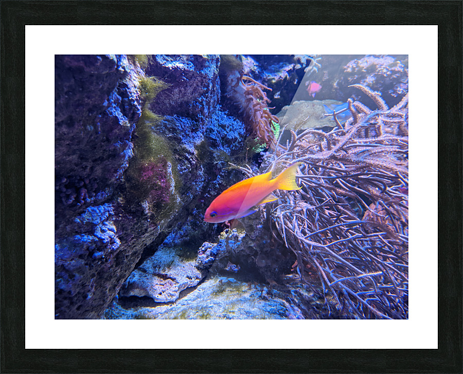 Colorful Fish Picture Frame print