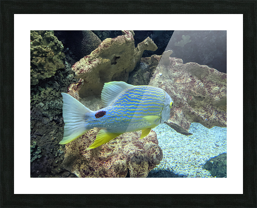 Colorful Fish Picture Frame print