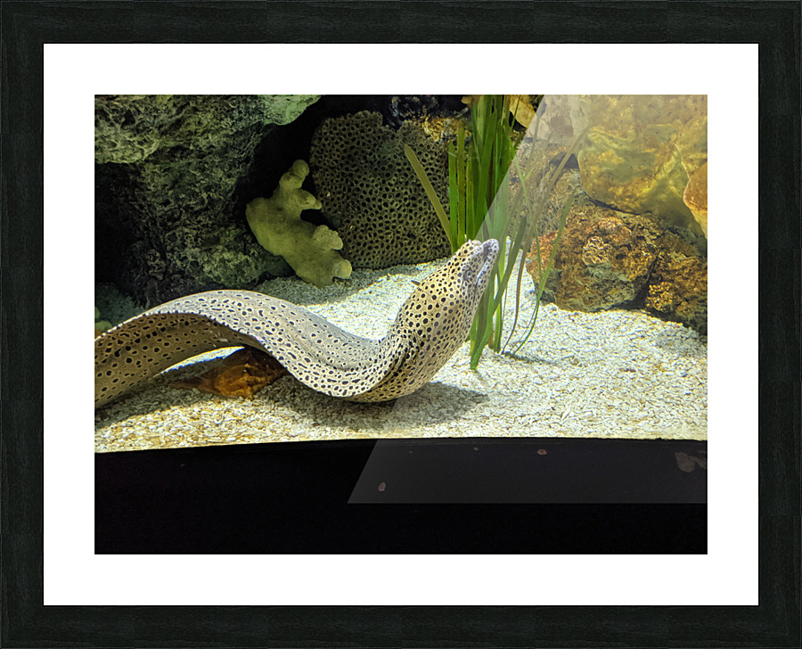Yellow Eel Picture Frame print