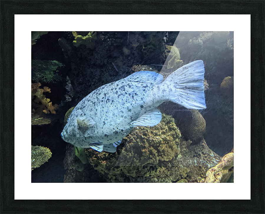 Colorful Fish Picture Frame print