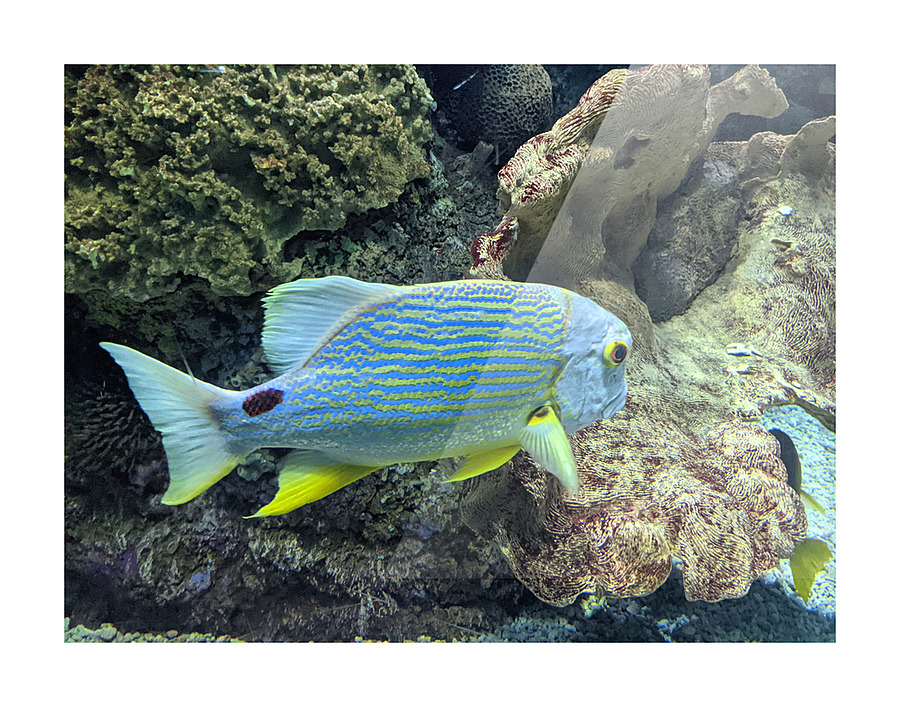 Colorful Fish Picture Frame print