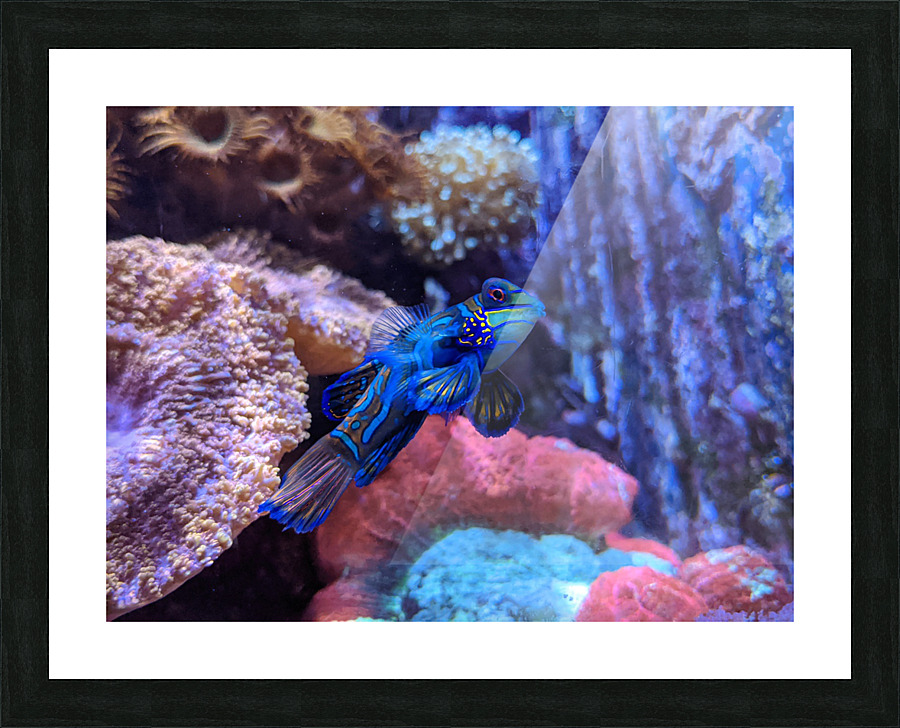 Blue Fish Picture Frame print