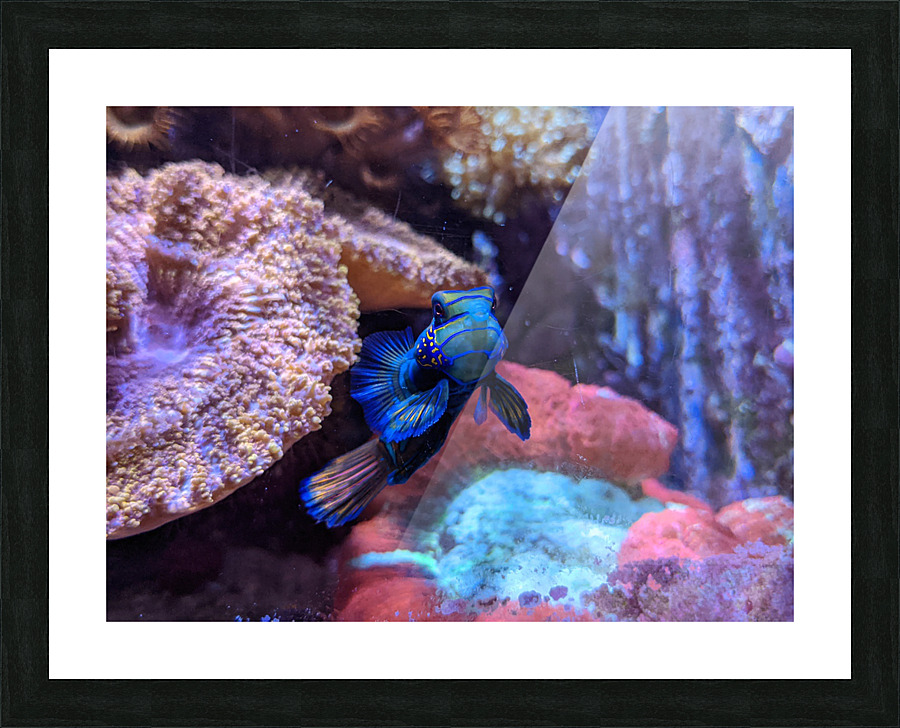 Blue Fish Picture Frame print
