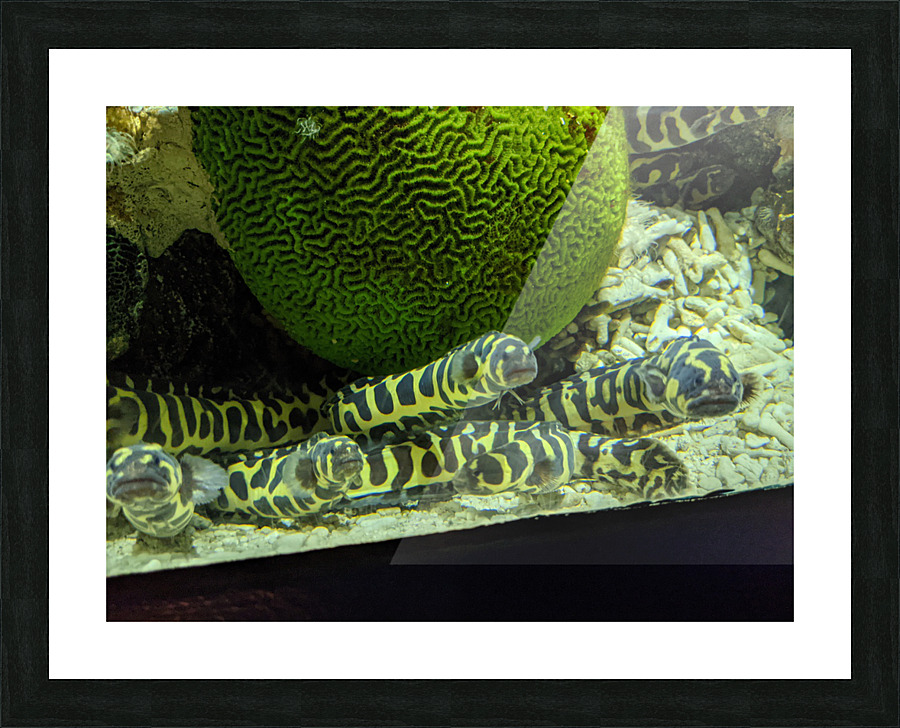 Yellow Eel Picture Frame print