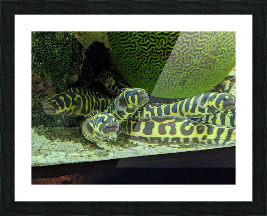 Yellow Eel Picture Frame print