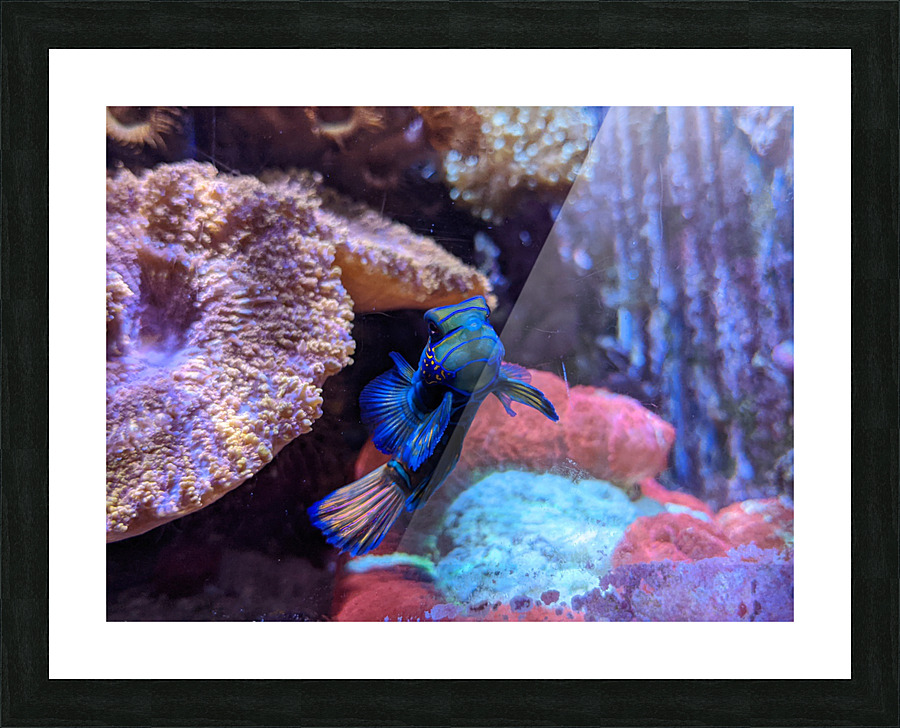 Blue Fish Picture Frame print