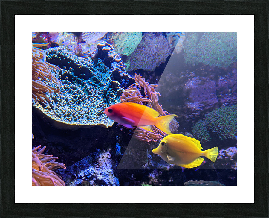 Colorful Fish Picture Frame print