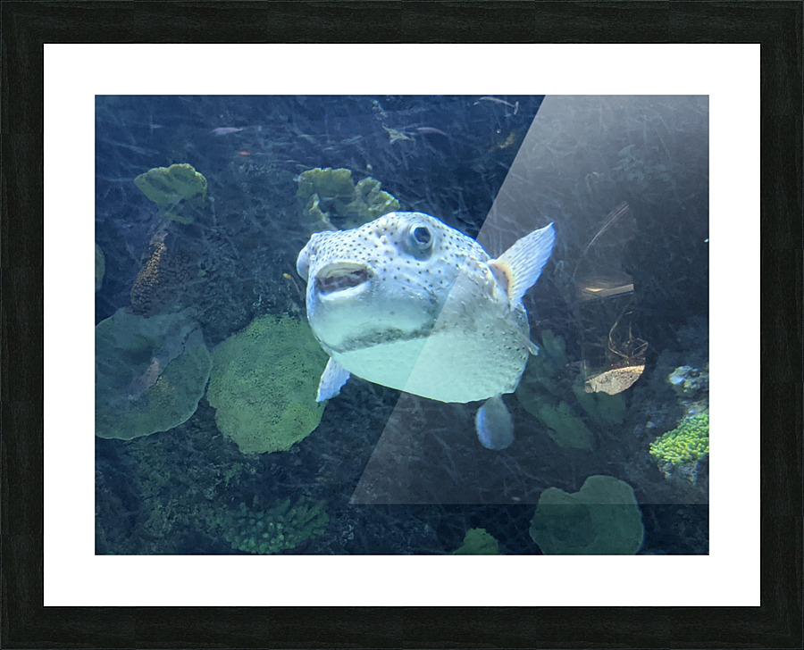 Puffer Fish Picture Frame print