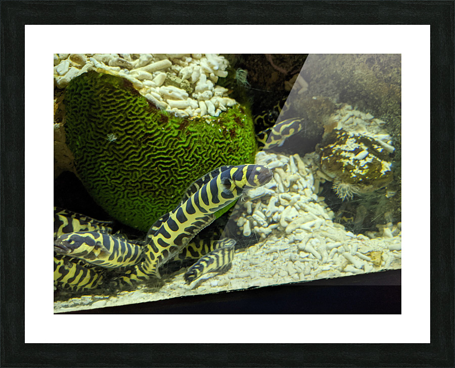 Yellow Eel Picture Frame print