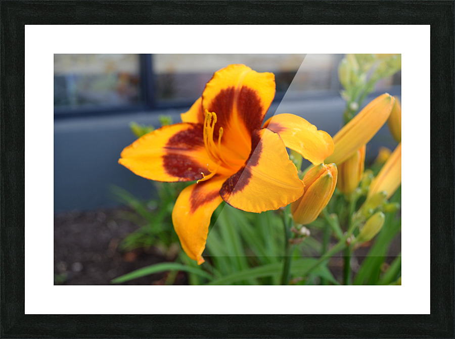 Yellow Flower Picture Frame print