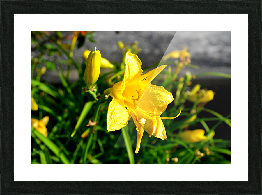 Yellow Flowers Picture Frame print