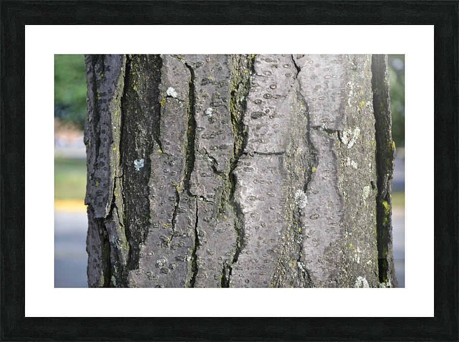 DSC 0053 Picture Frame print