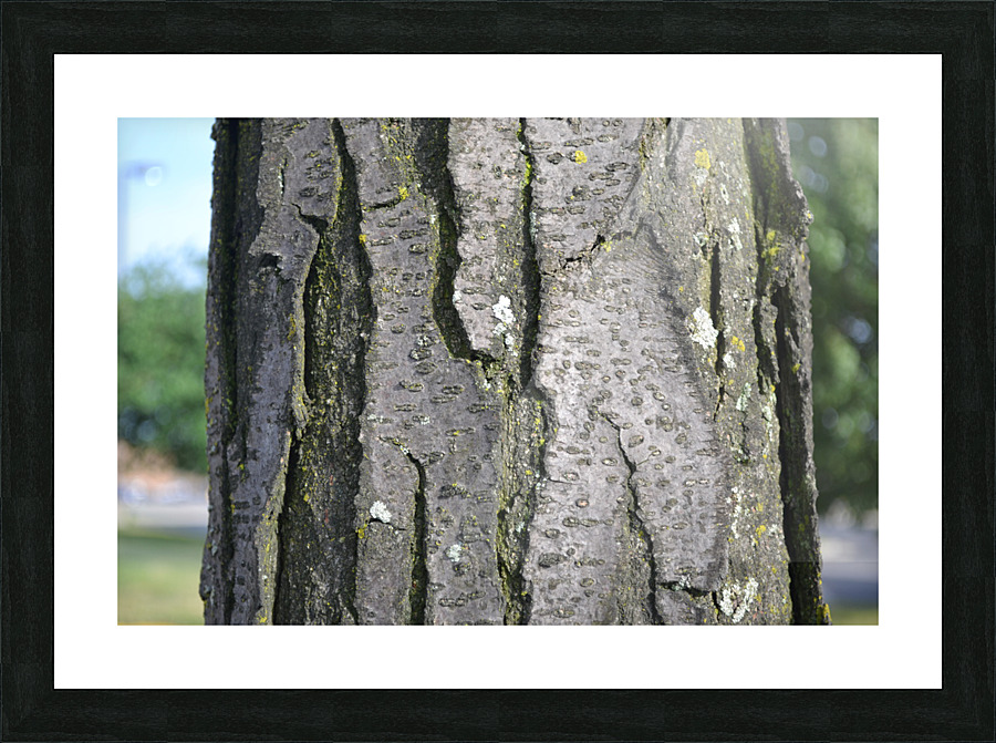 DSC 0050 Picture Frame print