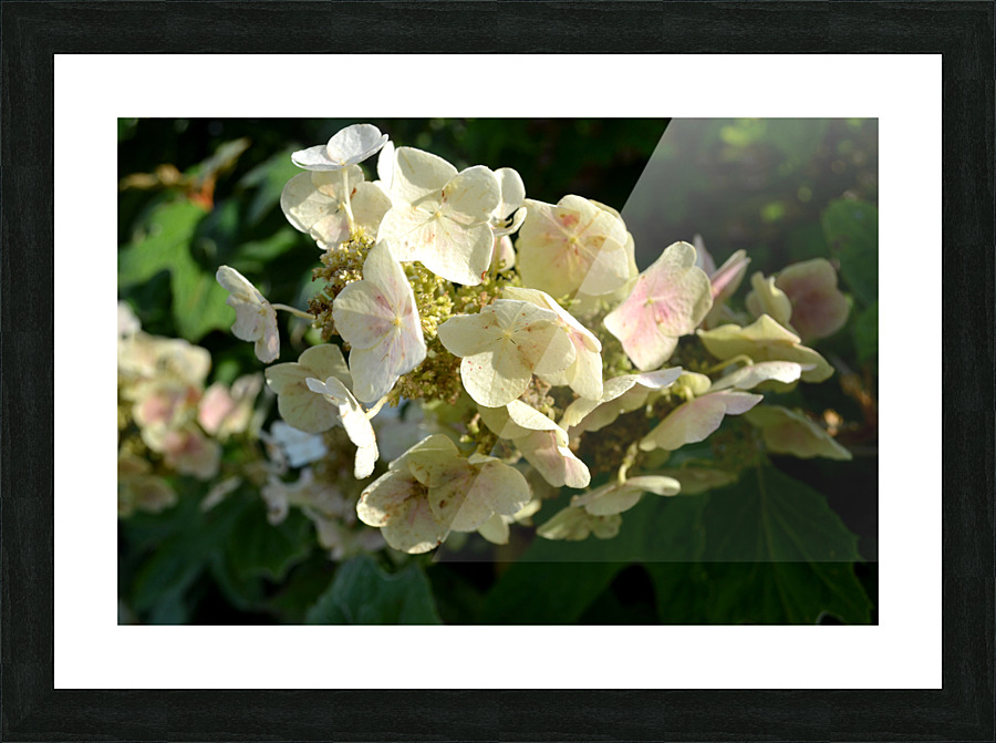 DSC 0016 Picture Frame print