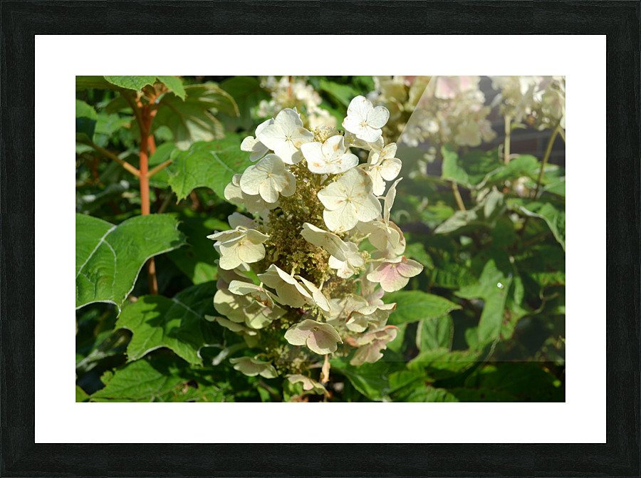 DSC 0007 Picture Frame print
