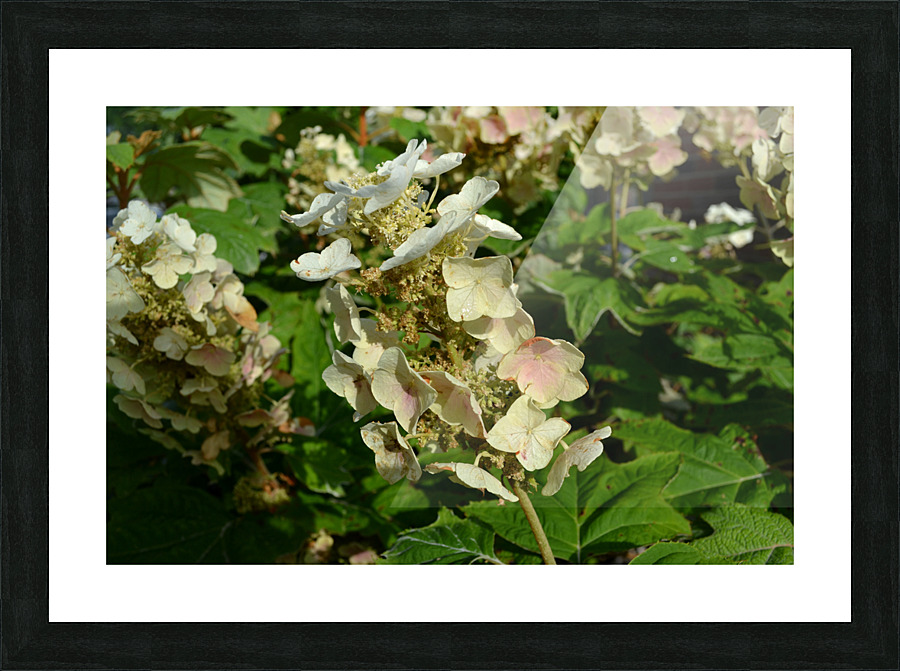 DSC 0005 Picture Frame print