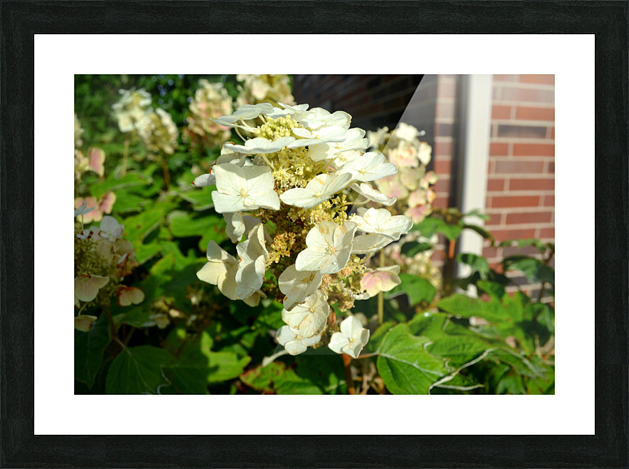 DSC 0002 Picture Frame print