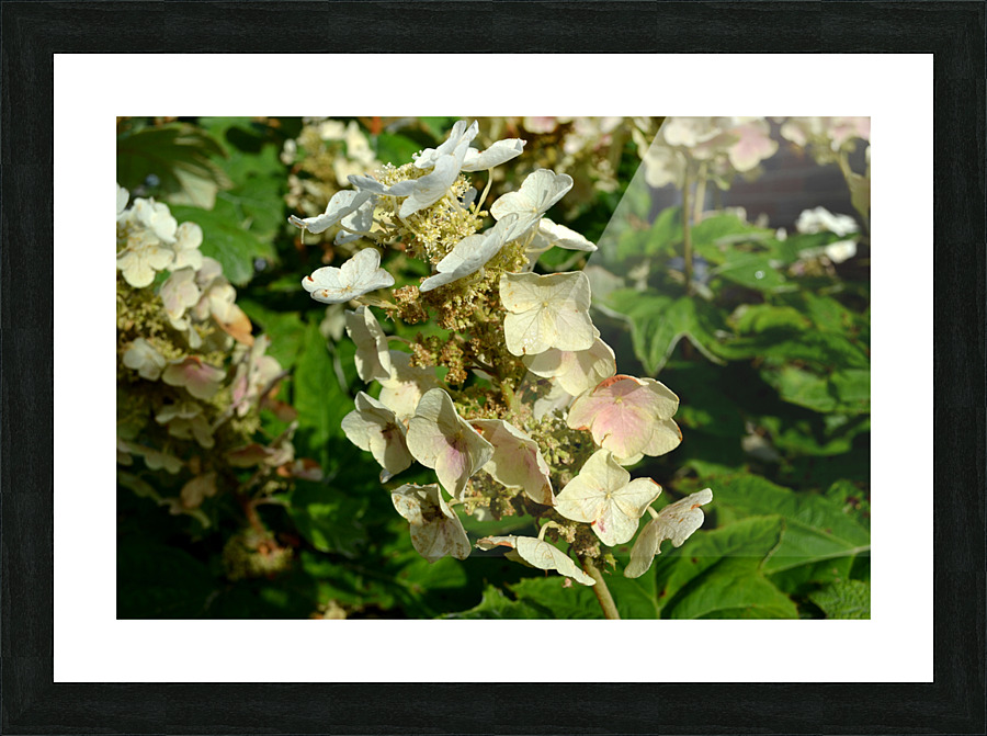 DSC 0003 Picture Frame print