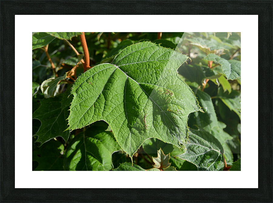 DSC 0015 Picture Frame print