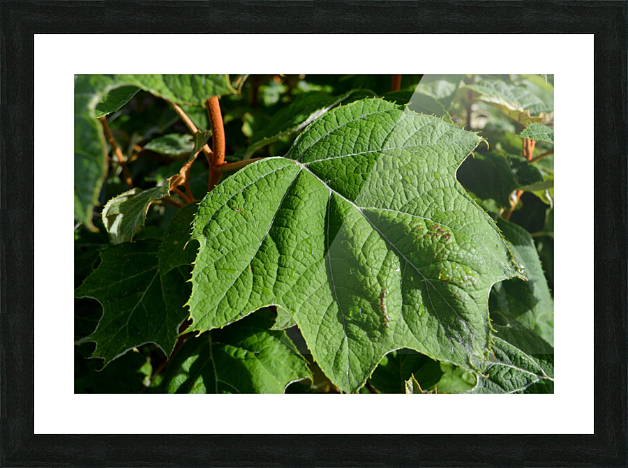 DSC 0014 Picture Frame print