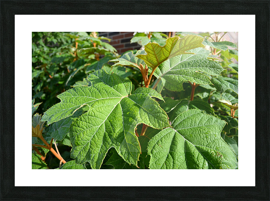 DSC 0013 Picture Frame print