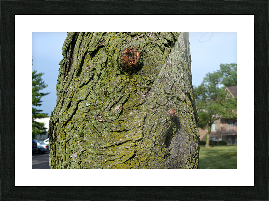 DSC 0019 Picture Frame print